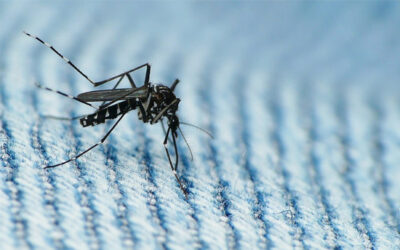 Zika Virus Opportunists