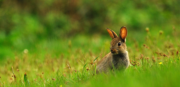 Rabbit