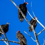 TurkeyVultures