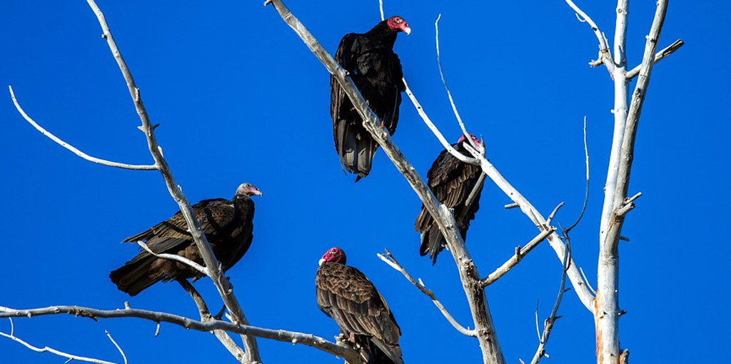 TurkeyVultures