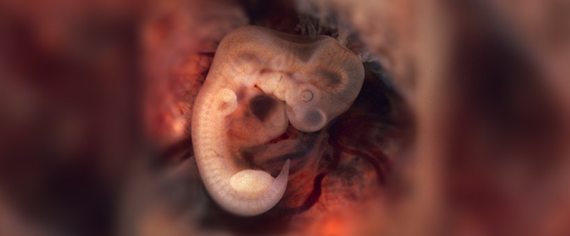 embryo_7week