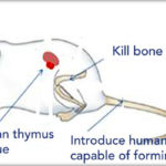 fda_mouse