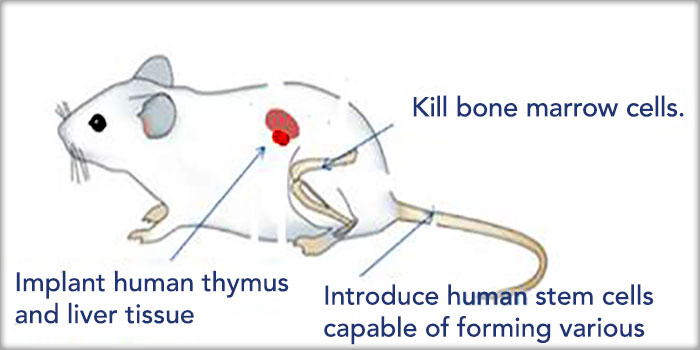 fda_mouse