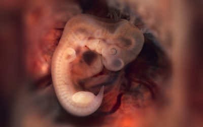 Science accurately defines when a human being begins, so why aren’t pro-life people using this science to end abortion?